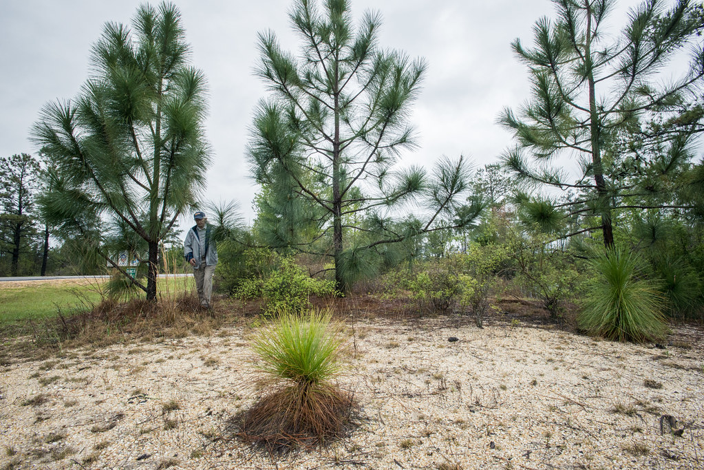 Green pine forest under clear sky in north Alabama